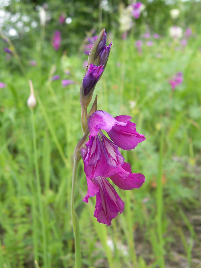 Image of Gladiolus tenuis specimen.