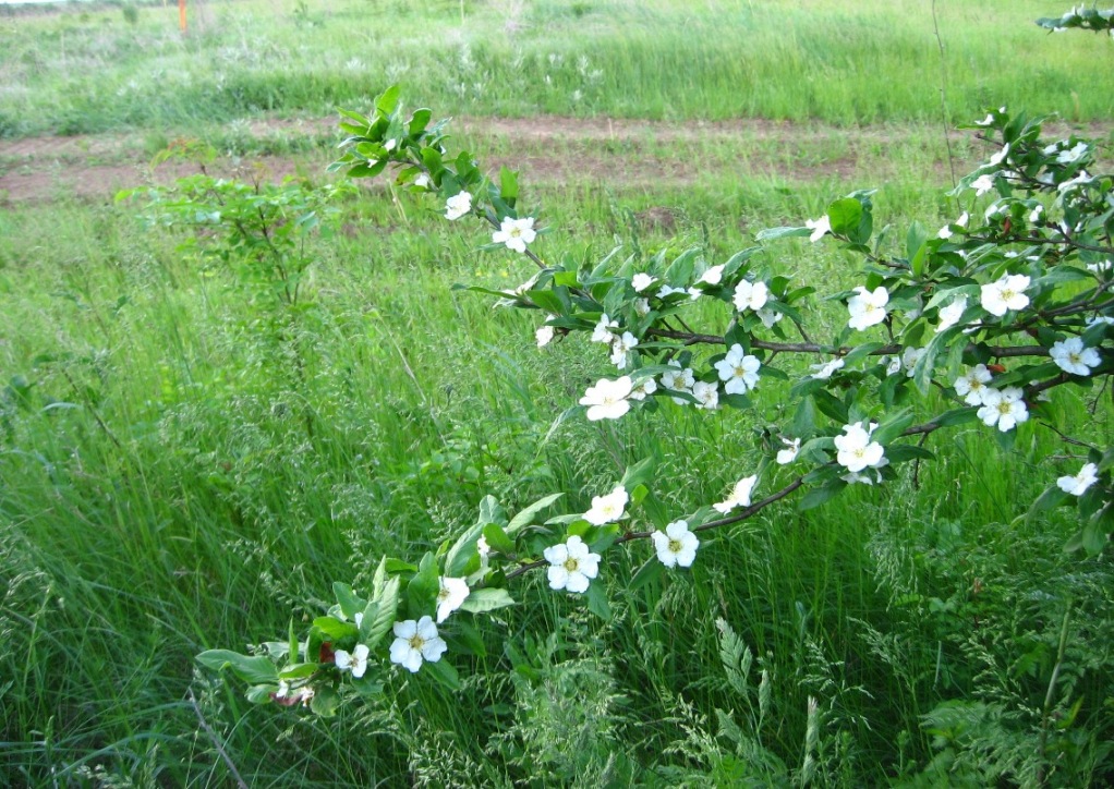 Изображение особи Mespilus germanica.