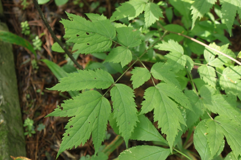 Image of Actaea spicata specimen.