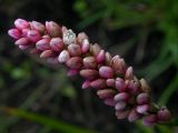 Persicaria maculosa