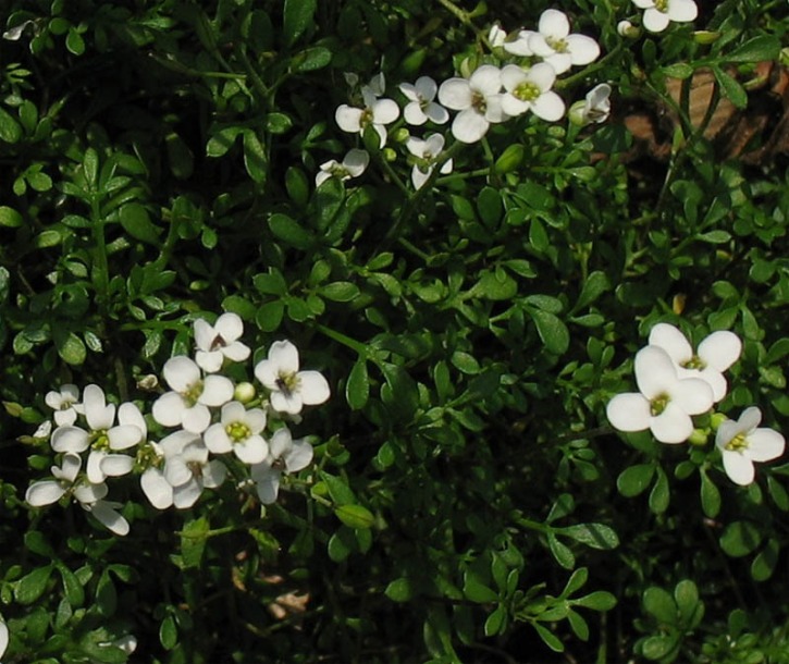 Изображение особи Pritzelago alpina ssp. auerswaldii.
