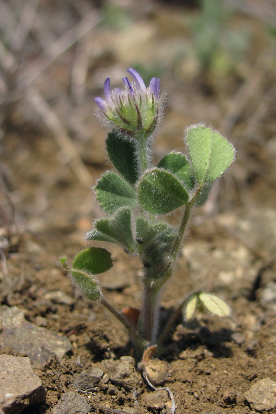 Image of Trigonella rotundifolia specimen.