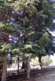 Abies nordmanniana. Нижняя часть старого дерева. Ставропольский край, г. Кисловодск, Курортный парк средний. 28.03.2013.