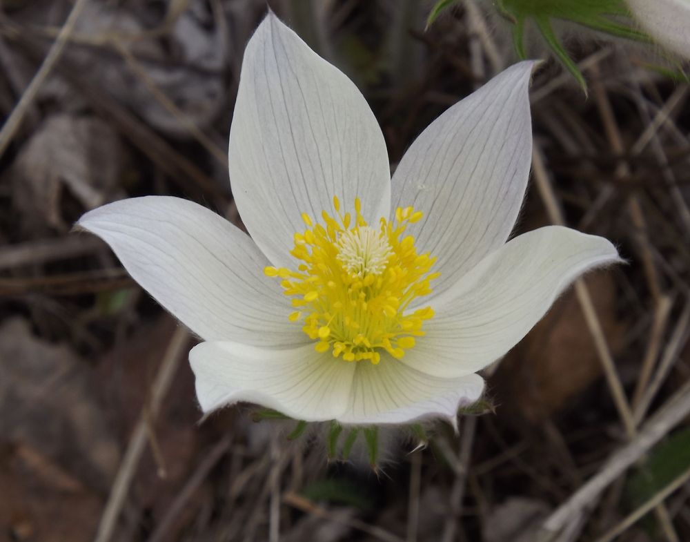 Image of Pulsatilla orientali-sibirica specimen.