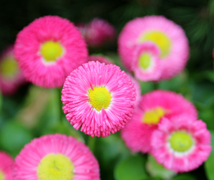 Изображение особи Bellis perennis.