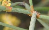 Ephedra distachya