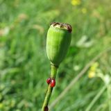 Papaver stevenianum