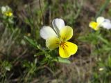 Viola matutina