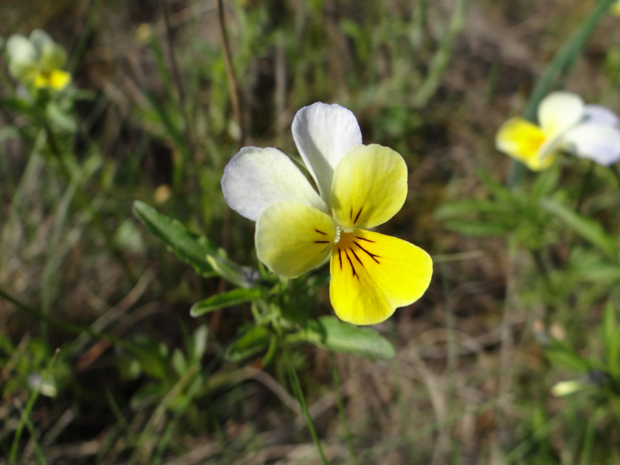 Изображение особи Viola matutina.