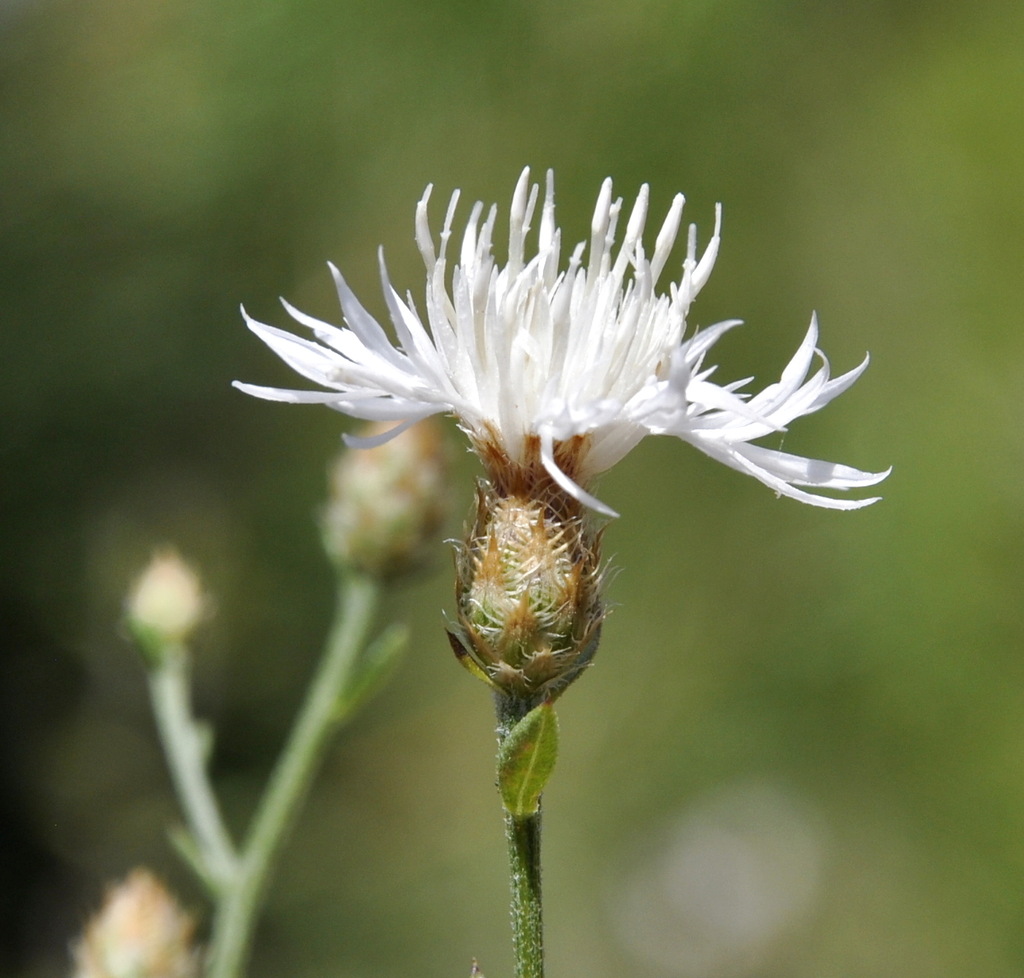 Изображение особи род Centaurea.