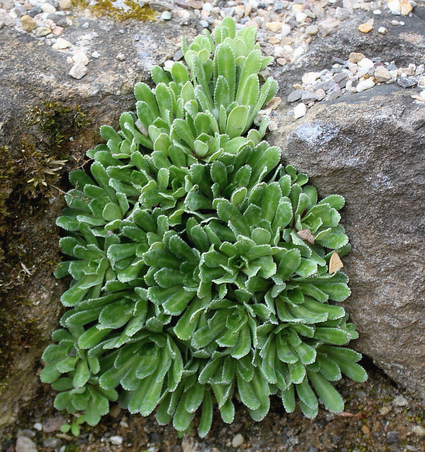 Изображение особи Saxifraga cotyledon.