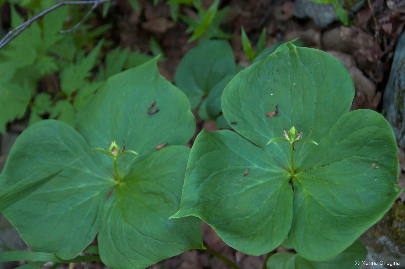 Image of Trillium tschonoskii specimen.