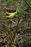 Vicia anatolica. Цветущее растение. Крым, Карадагский заповедник, биостанция, у обочины. 24 апреля 2013 г.
