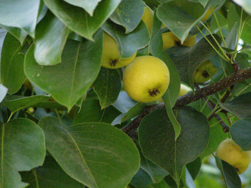 Image of genus Pyrus specimen.