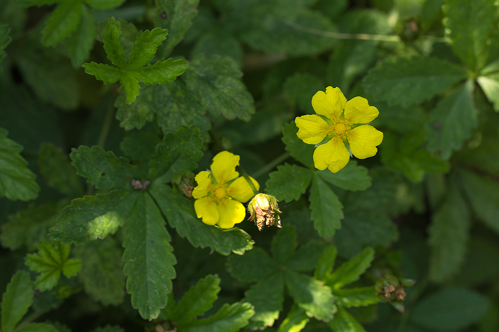 Image of Potentilla reptans specimen.
