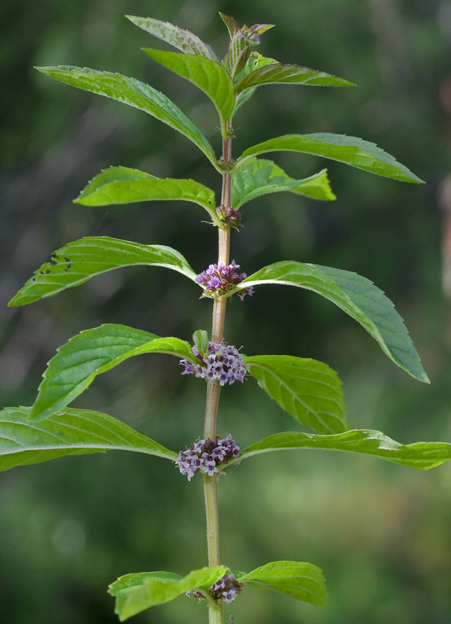 Image of Mentha arvensis specimen.