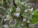 Digitalis lanata
