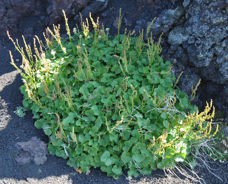 Image of Oxyria digyna specimen.