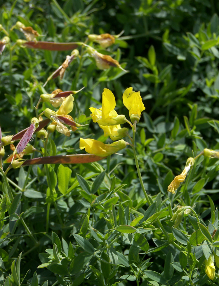 Изображение особи Lathyrus pratensis.