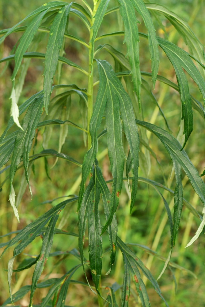 Image of Artemisia selengensis specimen.