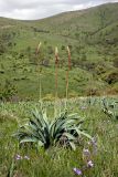 Eremurus regelii. Зацветающие растения. Южный Казахстан, хр. Боролдайтау, горы Кокбулак. 29.04.2013.