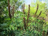 Amorpha fruticosa