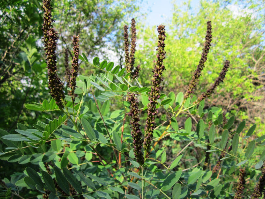 Image of Amorpha fruticosa specimen.
