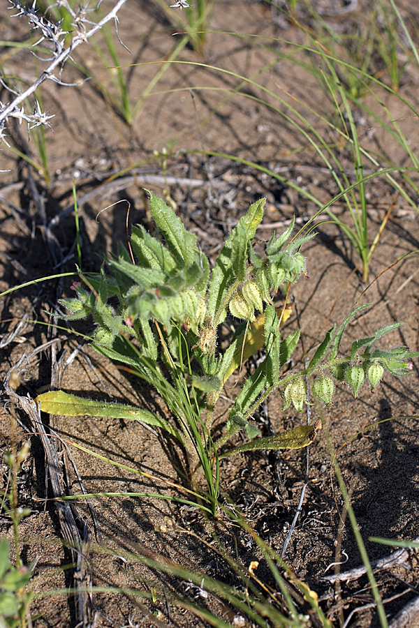 Image of Nonea caspica specimen.