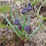 Allium atrosanguineum