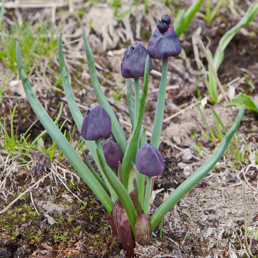 Изображение особи Allium atrosanguineum.