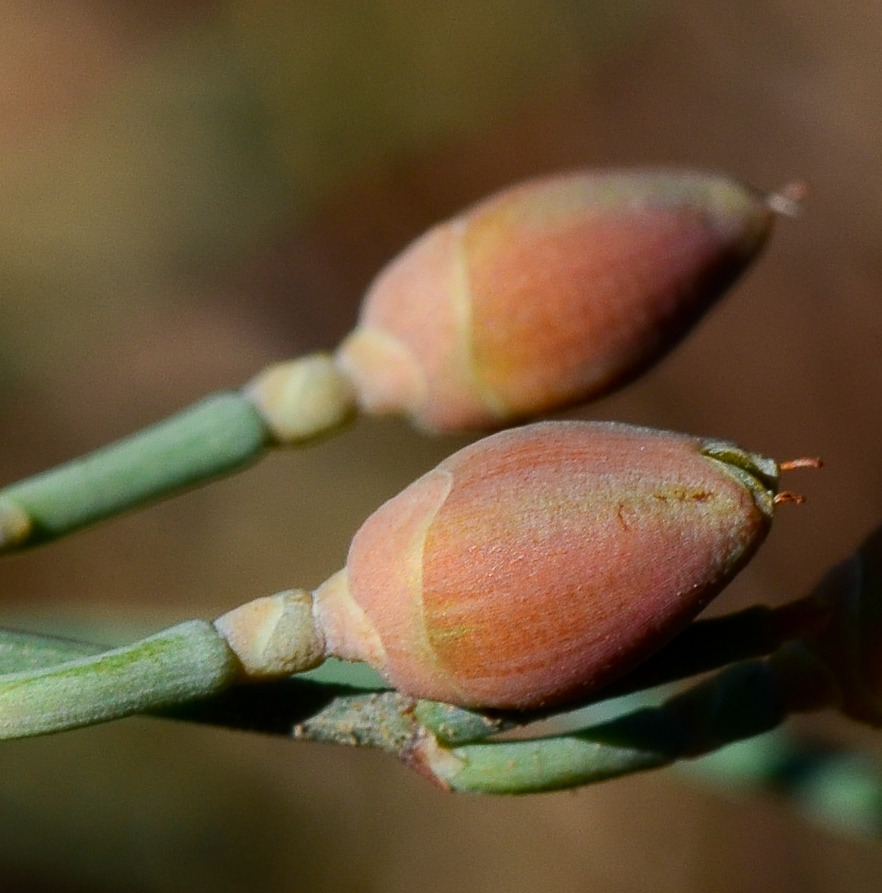 Image of Ephedra aphylla specimen.