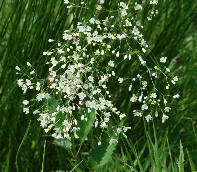 Изображение особи Eremogone saxatilis.