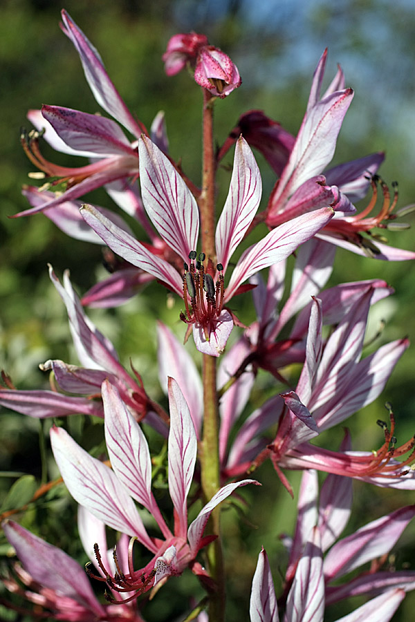 Изображение особи Dictamnus angustifolius.