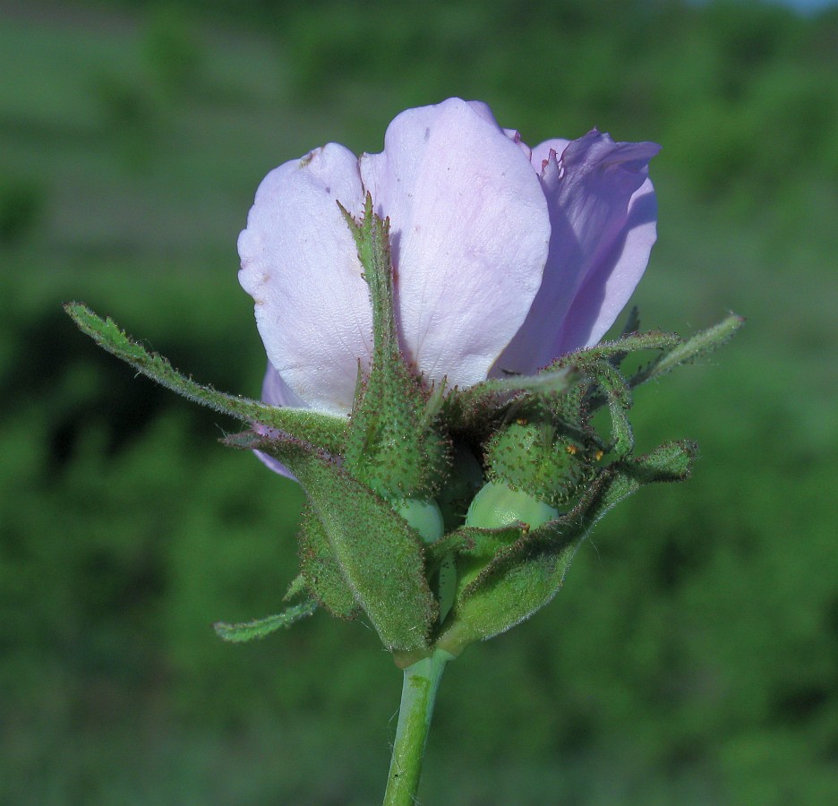 Image of Rosa tomentosa specimen.