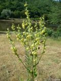 Verbascum sinuatum