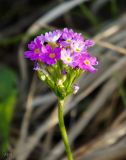 Primula longiscapa