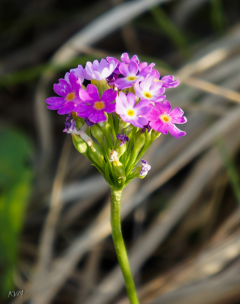 Изображение особи Primula longiscapa.