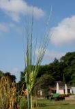 Hordeum vulgare