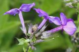 Phlox paniculata. Соцветие. Германия, г. Duisburg, Ботанический сад. 20.09.2013.