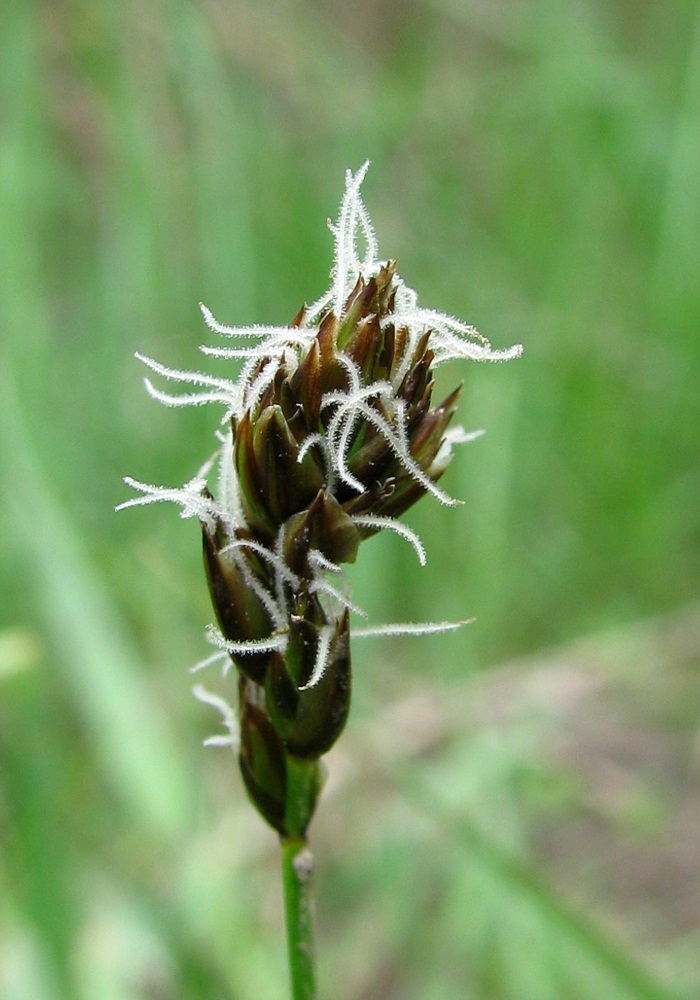 Image of genus Carex specimen.