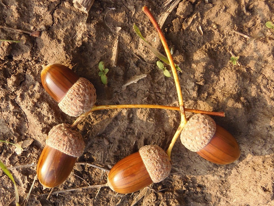 Image of Quercus robur specimen.