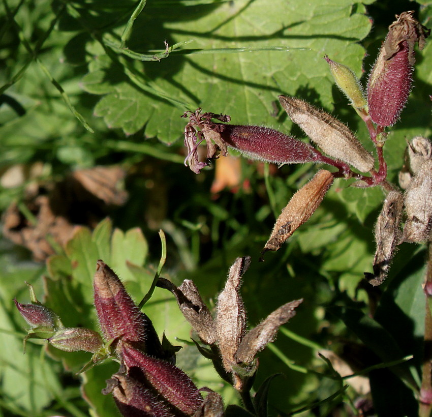 Изображение особи Saponaria ocymoides.