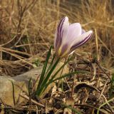 Crocus reticulatus