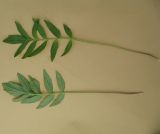 Valeriana rossica. Листья. Белгородская обл., Губкинский р-н, запов. \"Белогорье\", \"Ямская степь\". 13 июня 2009 г.