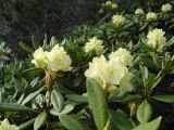 Rhododendron aureum