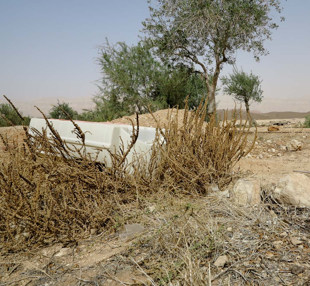 Image of Amaranthus palmeri specimen.