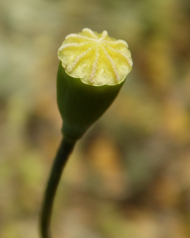 Изображение особи Papaver laevigatum.