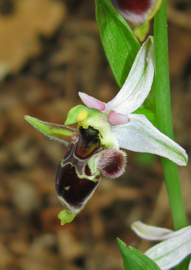 Изображение особи Ophrys oestrifera.