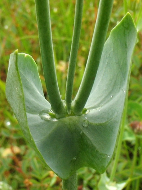 Image of Blackstonia perfoliata specimen.