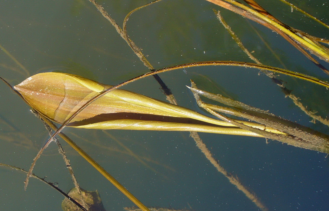 Image of genus Potamogeton specimen.